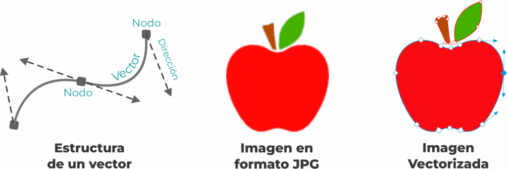 Estructura de un vector - imagen en jpg - imagen vectorizada